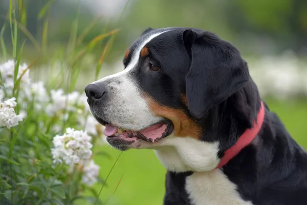 Egy Fajtiszta Grosser Schweizer Sennenhund Kutya — Stock Fotó