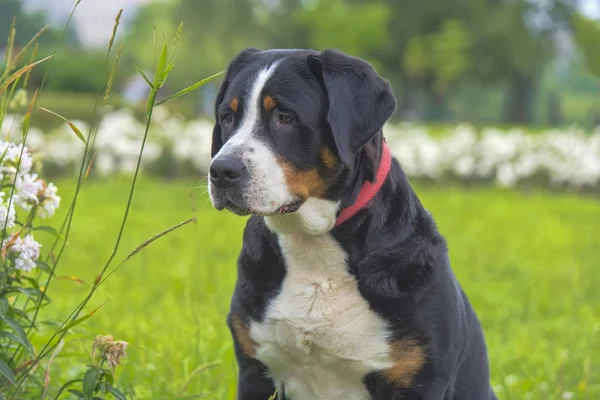Purebred Grosser Schweizer Sennenhund Dog — Stock Photo, Image