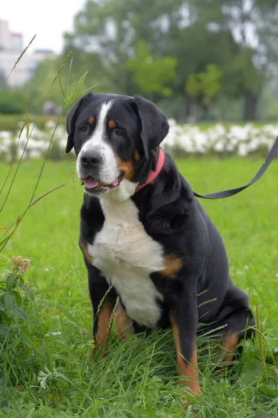 Purebred Grosser Schweizer Sennenhund Dog — Stock Photo, Image