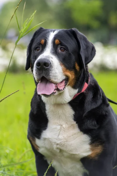 Egy Fajtiszta Grosser Schweizer Sennenhund Kutya — Stock Fotó