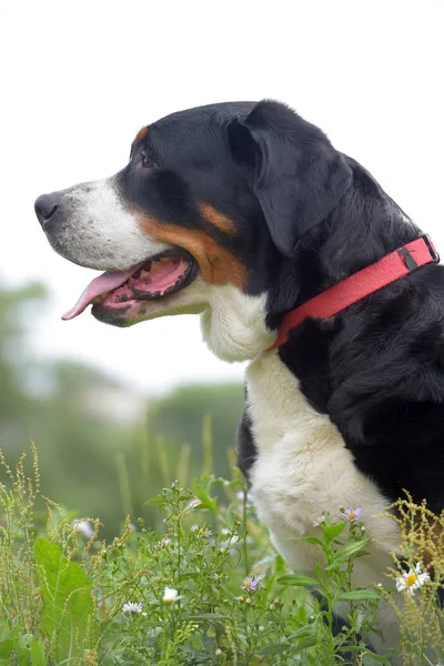 Egy Fajtiszta Grosser Schweizer Sennenhund Kutya — Stock Fotó