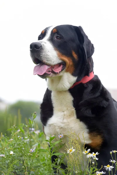 Egy Fajtiszta Grosser Schweizer Sennenhund Kutya — Stock Fotó