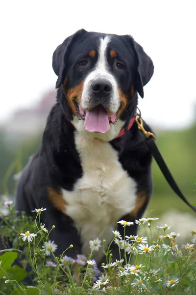 Egy Fajtiszta Grosser Schweizer Sennenhund Kutya — Stock Fotó