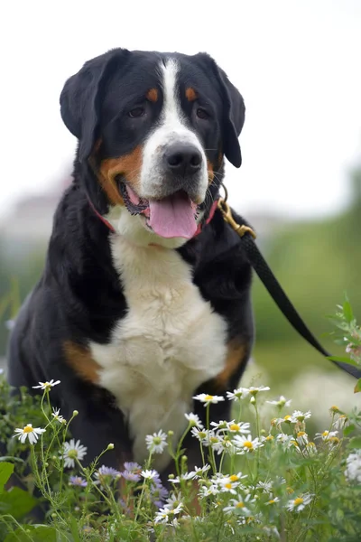 Ein Reinrassiger Grosser Schweizer Sennenhund — Stockfoto