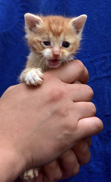 Kleine Roodharige Met Een Witte Kitten Met Een Zieke Oog — Stockfoto