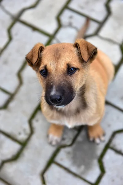 Pequeno Cachorro Sem Teto Olha Para Cima — Fotografia de Stock