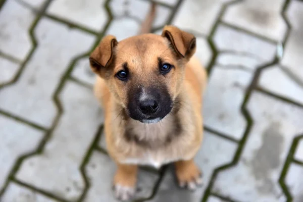 Pequeno Cachorro Sem Teto Olha Para Cima — Fotografia de Stock