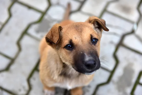 Pequeno Cachorro Sem Teto Olha Para Cima — Fotografia de Stock