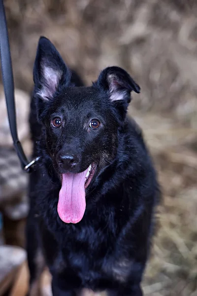 Gri Köpek Köpek Kira Kontratı Portre Üzerinde — Stok fotoğraf