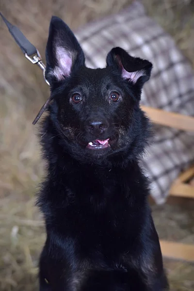 Grå Hund Mongrel Koppel Porträtt — Stockfoto