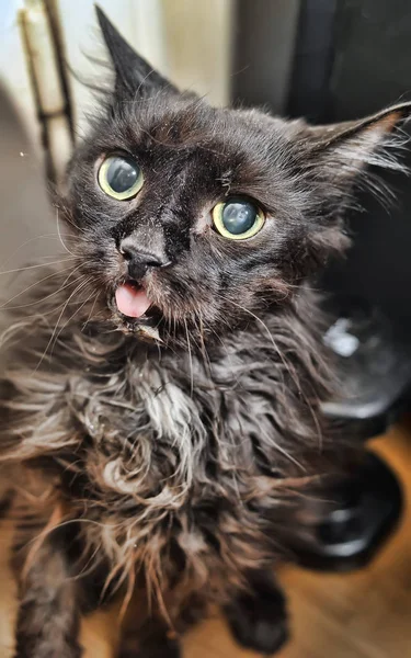 Velho Preto Mau Mau Gato — Fotografia de Stock