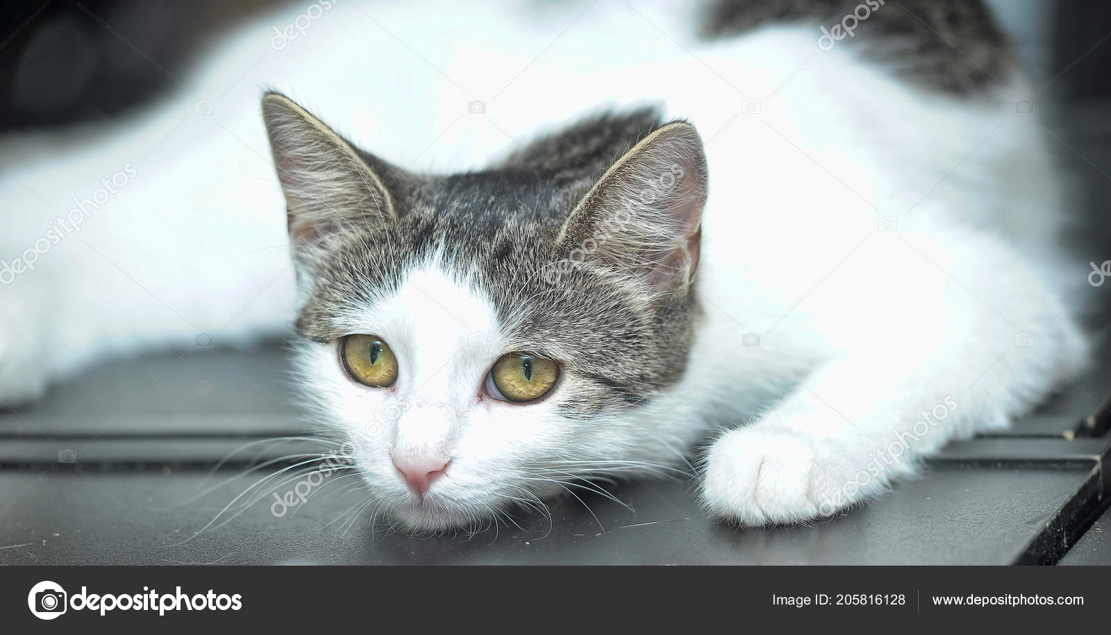 Beau Blanc Aux Cheveux Courts Avec Portrait Chat Gris Image Libre De Droit Par Evdoha C Beau Blanc Aux Cheveux Courts Avec Portrait Chat Gris Image Libre De Droit Par Evdoha C