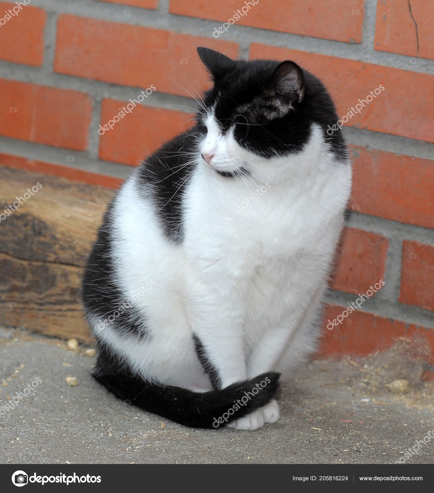 hubená černá chlupatá kočička