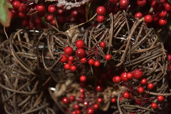 Christmas Fir Ram Med Röda Bär — Stockfoto