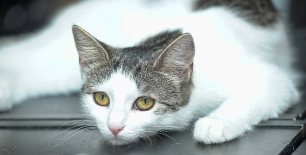 Schöne Kurzhaarige Weiße Mit Grauem Katzenporträt — Stockfoto