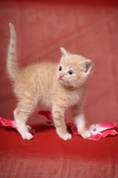 Ładny Mały Czerwony Kociak Kwiaty — Zdjęcie stockowe