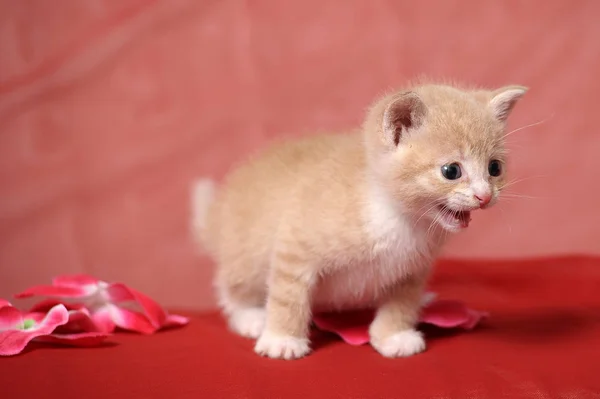 Cute Little Red Kitten Flowers — Stock Photo, Image