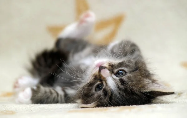 Fluffy Funny Siberian Kitten His Back — Stock Photo, Image
