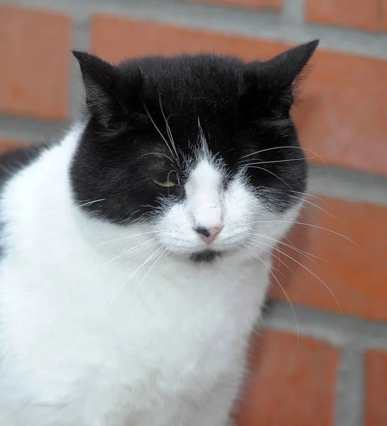 Schwarz Weiße Einäugige Katze Tierheim — Stockfoto