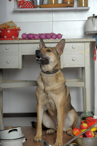 Dog Assistant Kitchen Pots — Stock Photo, Image