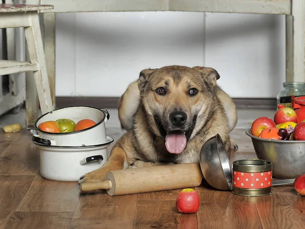 犬の鍋の中でキッチンのアシスタント — ストック写真