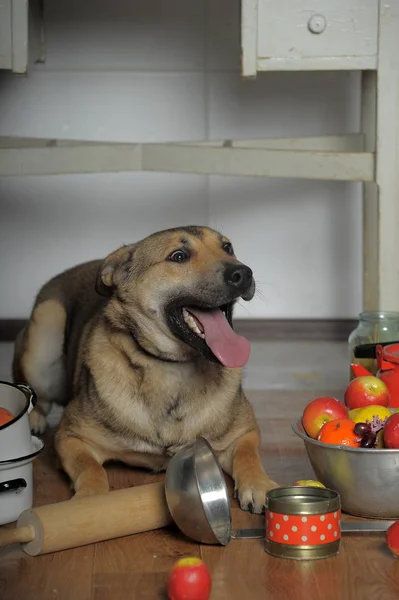 Assistente Cão Cozinha Entre Potes — Fotografia de Stock