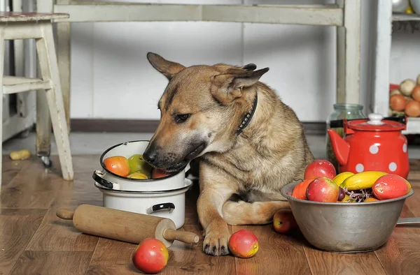 犬の鍋の中でキッチンのアシスタント — ストック写真