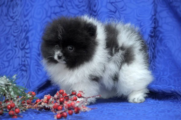 Cachorro Blanco Negro Pomeranian Sobre Fondo Azul — Foto de Stock