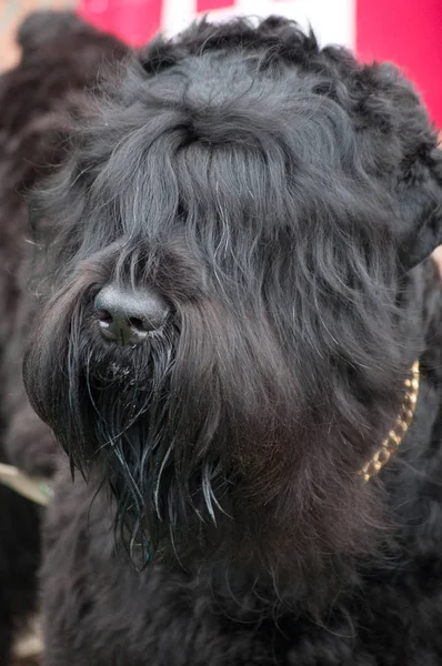 Russian Black Terrier Walk — Stock Photo, Image