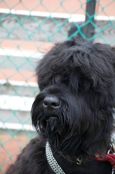 Russian Black Terrier Walk — Stock Photo, Image