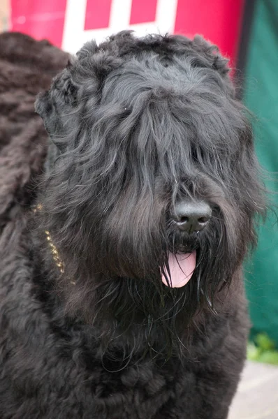 Terrier Preto Russo Para Passeio — Fotografia de Stock