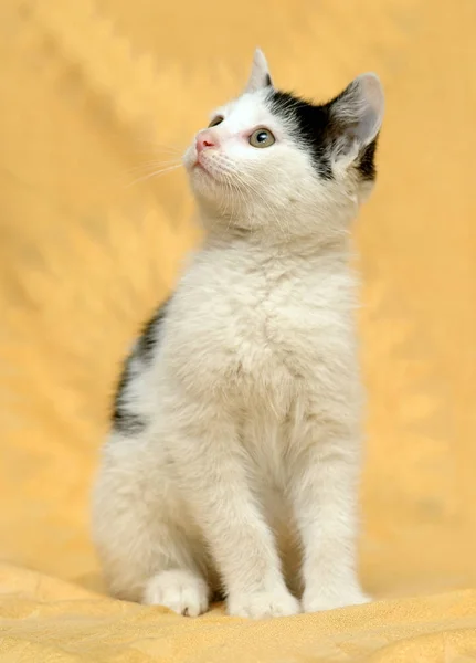 Leuk Zwart Wit Katje Een Gele Achtergrond — Stockfoto