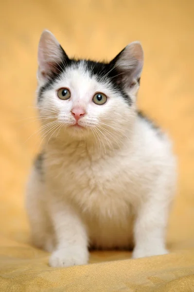 Niedliches Schwarz Weißes Kätzchen Auf Gelbem Hintergrund — Stockfoto