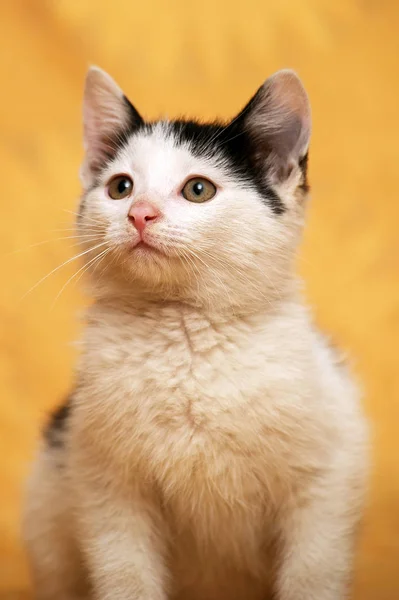 Sarı Bir Arka Plan Üzerinde Sevimli Siyah Beyaz Yavru Kedi — Stok fotoğraf