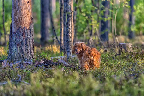 Rode Engelse Spaniel Het Bos — Stockfoto