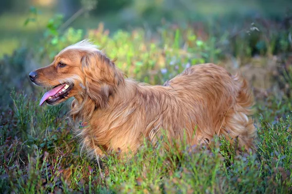 Red English Spaniel Woods — Stok Foto