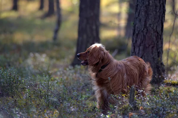 Rode Engelse Spaniel Het Bos — Stockfoto