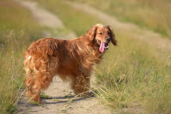 Spaniel Merah Jalan Negara Musim Panas — Stok Foto