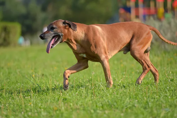 Собака Родезійський Хребет Прогулянки Відкритому Повітрі Зеленому Полі — стокове фото