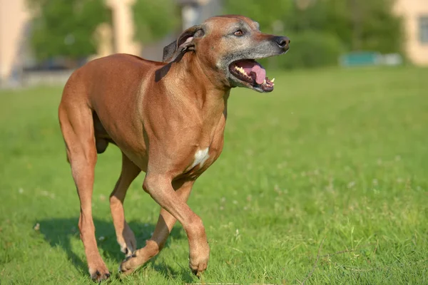 Chien Rhodesian Ridgeback Pour Une Promenade Extérieur Sur Terrain Vert — Photo