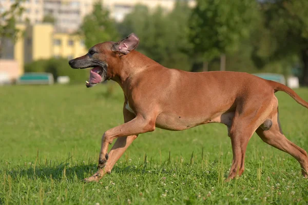 Собака Родезійський Хребет Прогулянки Відкритому Повітрі Зеленому Полі — стокове фото