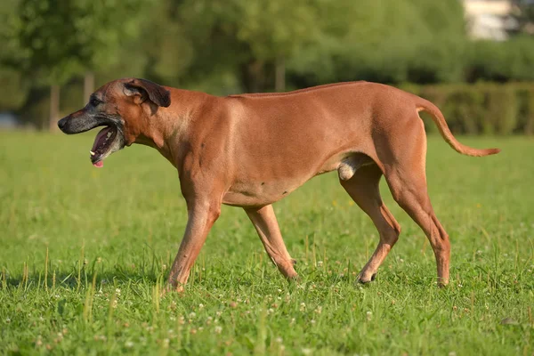 Σκύλος Rhodesian Ridgeback Για Μια Βόλτα Εξωτερικούς Χώρους Πράσινο Φόντο — Φωτογραφία Αρχείου