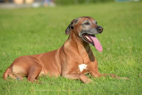 Csodálatos Portréja Imádnivaló Rhodesian Ridgeback — Stock Fotó