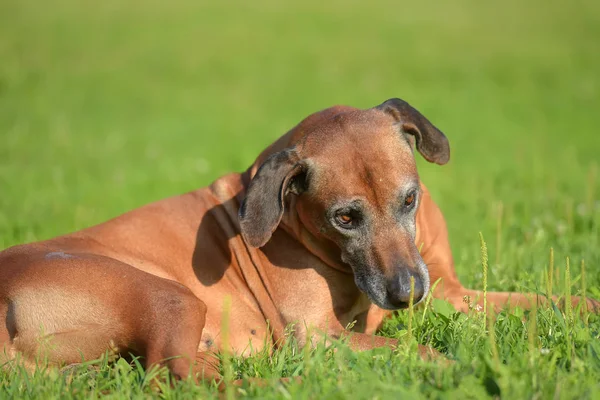 Erstaunliche Portrait Der Entzückenden Rhodesian Ridgeback — Stockfoto