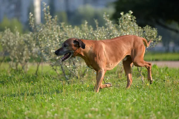 Rhodesian Ridgeback Para Passeio Parque Verão — Fotografia de Stock