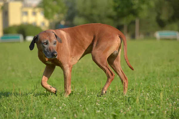 Ridgeback Rhodesian All Età Anni Con Muso Grigio — Foto Stock