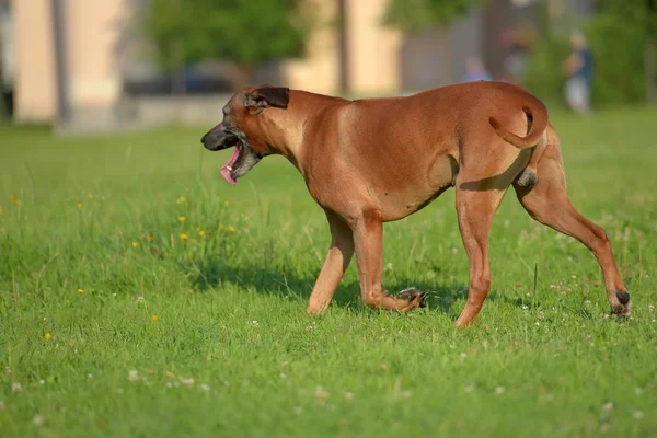 Rodesia Ridgeback Para Paseo Parque Verano — Foto de Stock