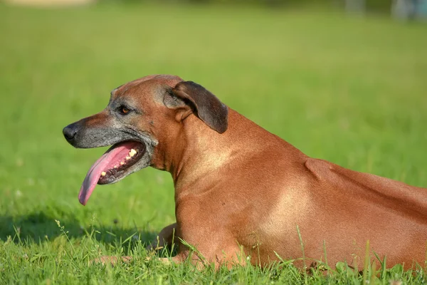 Rhodesian Ridgeback Com Idade Anos Com Focinho Cinza — Fotografia de Stock