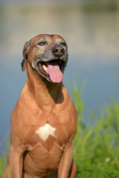 Rodesia Ridgeback Edad Años Con Hocico Gris — Foto de Stock