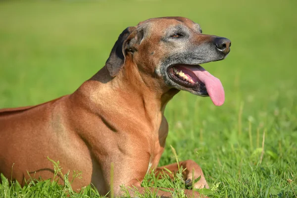 Rhodesian Ridgeback Com Idade Anos Com Focinho Cinza — Fotografia de Stock